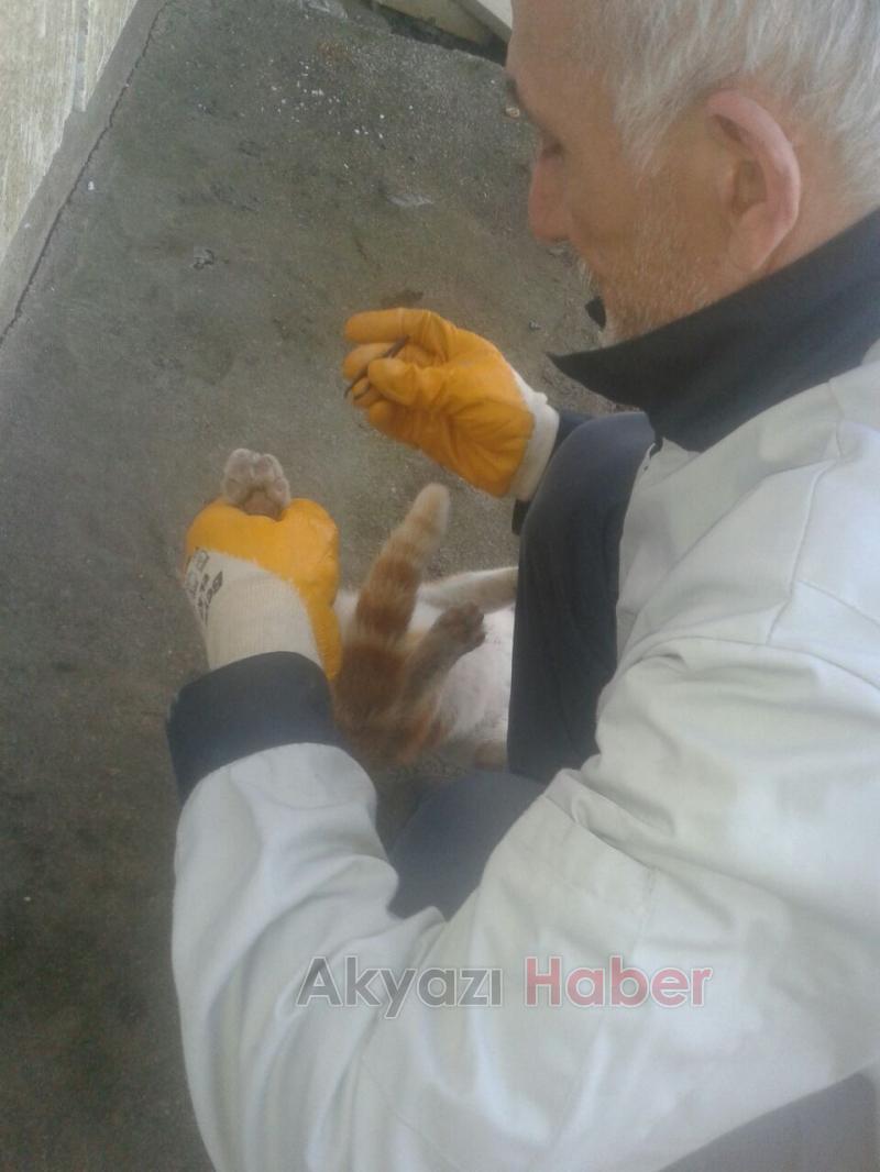 Acı Çeken Kediye Şefkat Eli