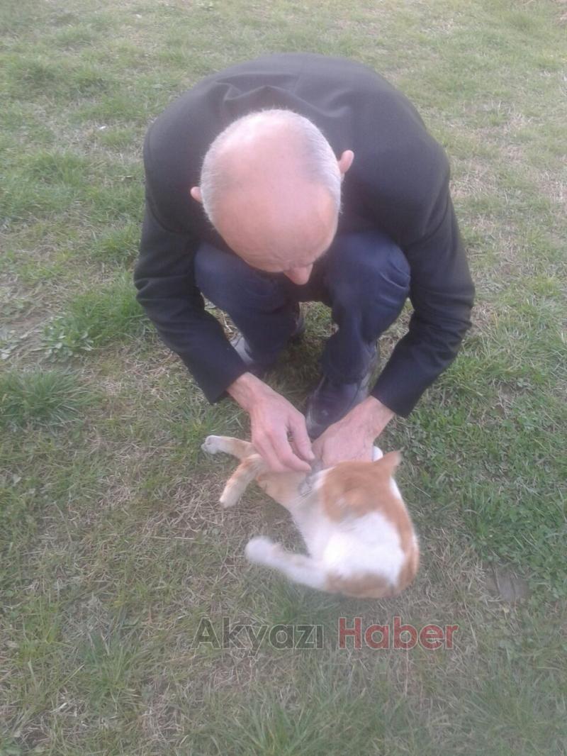 Acı Çeken Kediye Şefkat Eli