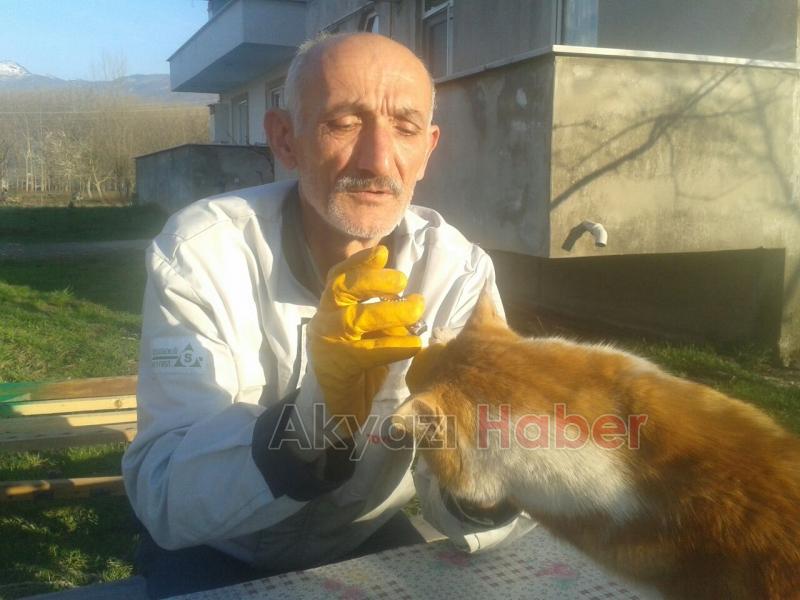 Acı Çeken Kediye Şefkat Eli