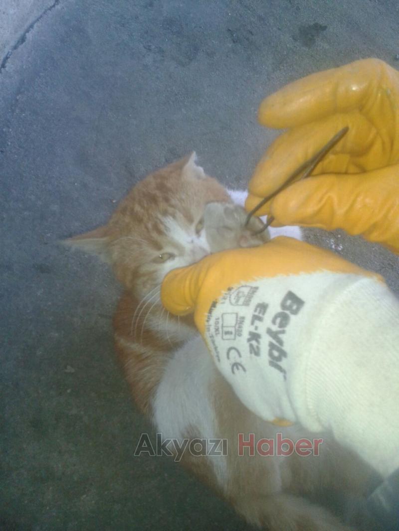 Acı Çeken Kediye Şefkat Eli