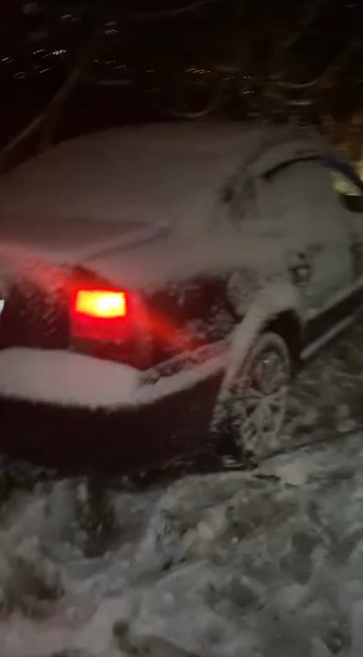 Ağaç hayatlarını kurtardı