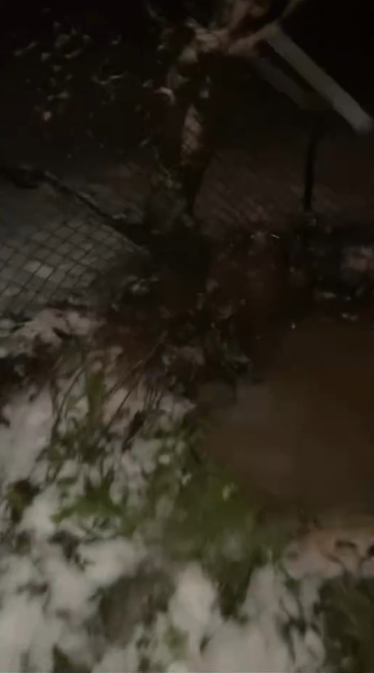 Ağaç hayatlarını kurtardı