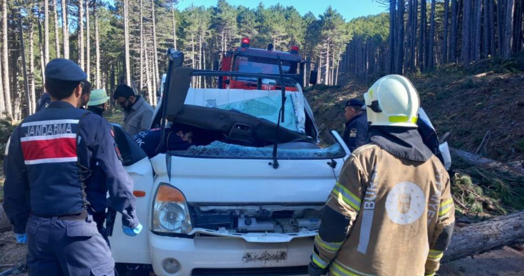 Ağaç kesiminde facia; 1 ölü 2 yaralı