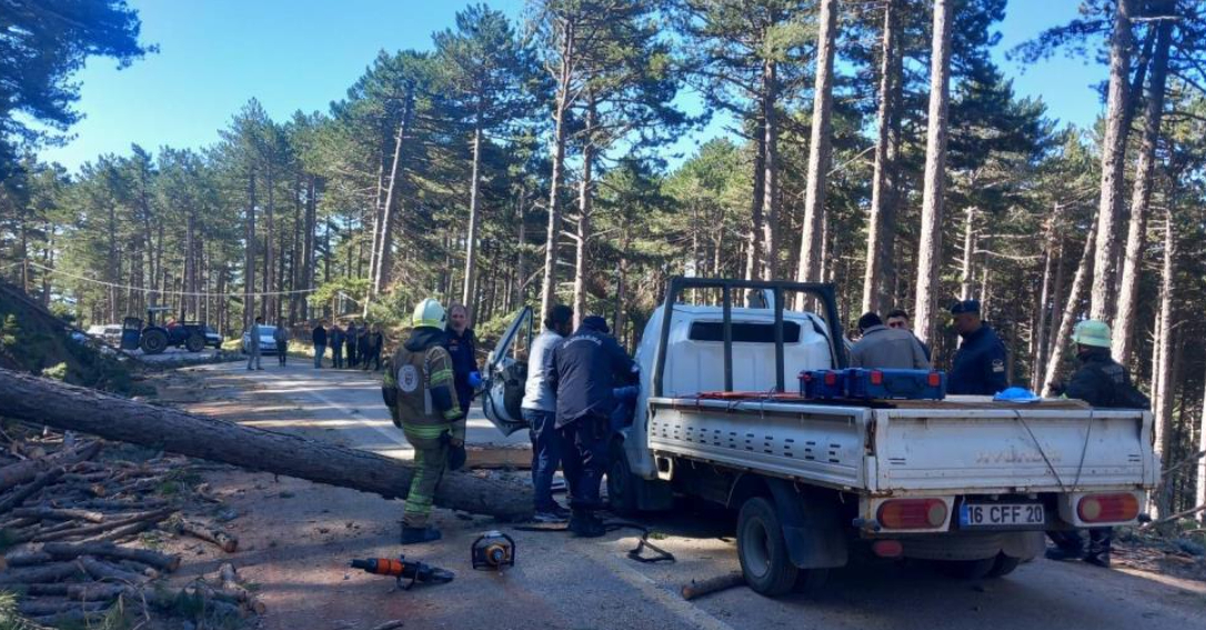 Ağaç kesiminde facia; 1 ölü 2 yaralı