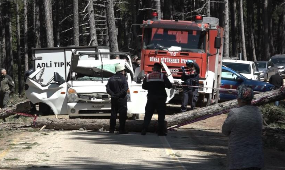 Ağaç kesiminde facia; 1 ölü 2 yaralı