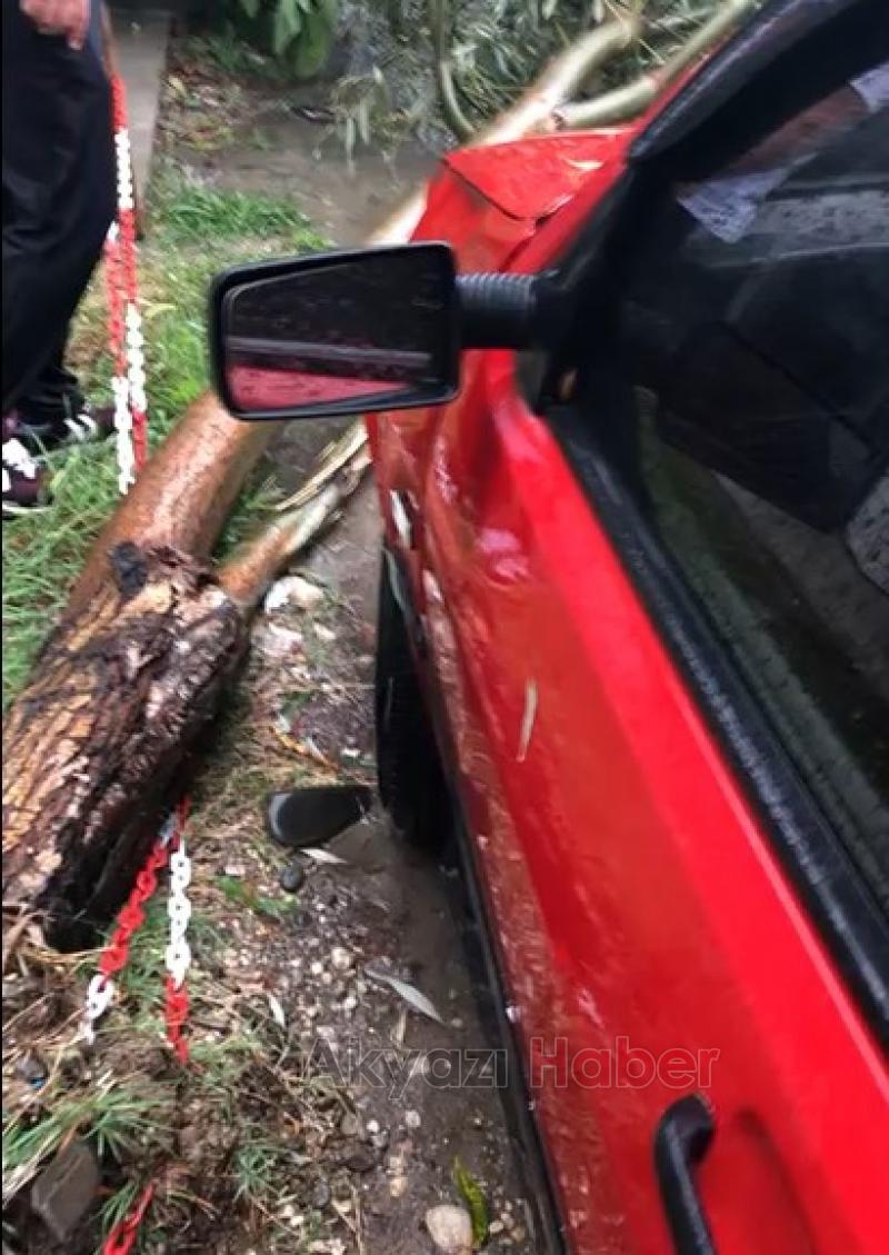 Ağaç Otomobilin Üzerine Devrildi