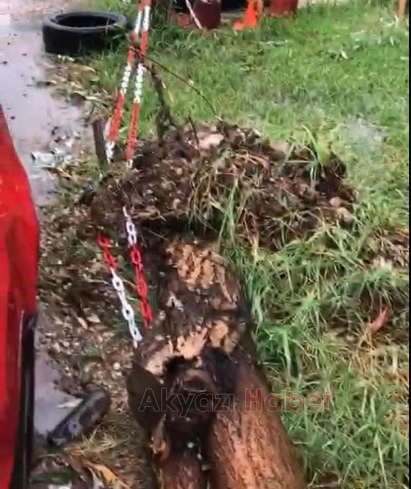 Ağaç Otomobilin Üzerine Devrildi