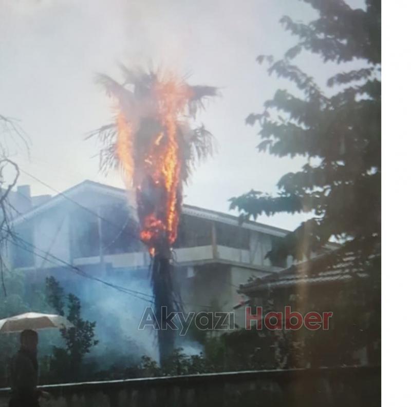 Ağaca Yıldırım Düştü 