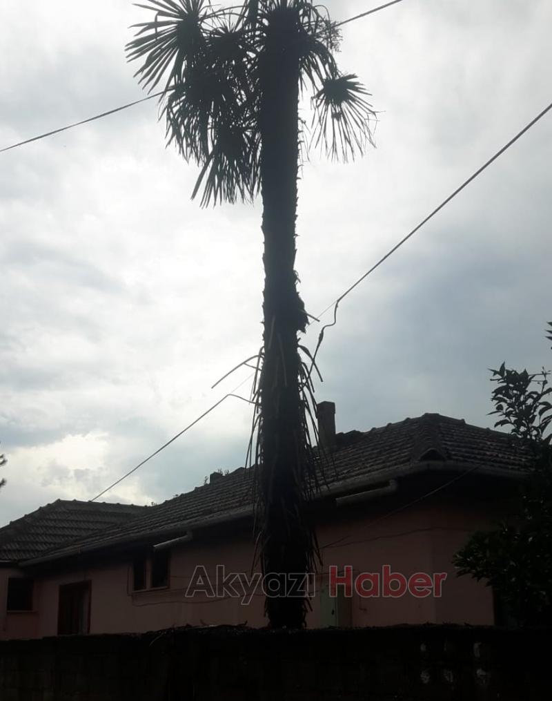 Ağaca Yıldırım Düştü 