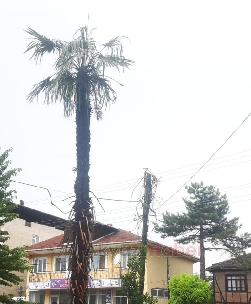 Ağaca Yıldırım Düştü 