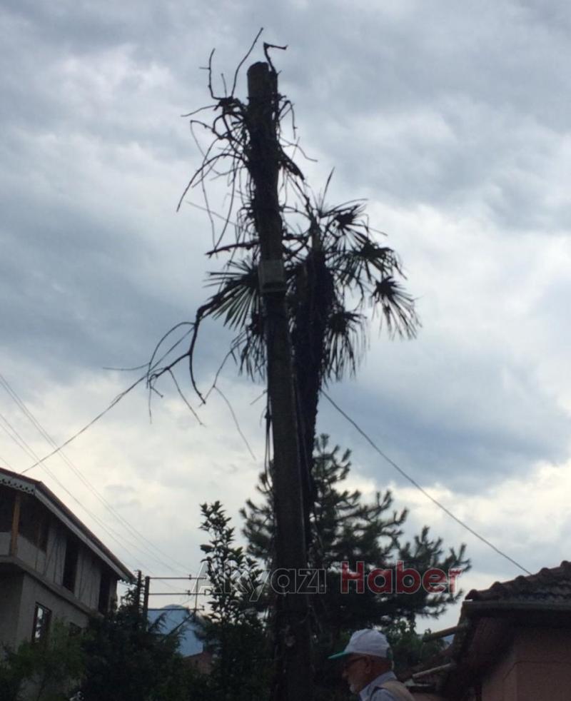 Ağaca Yıldırım Düştü 