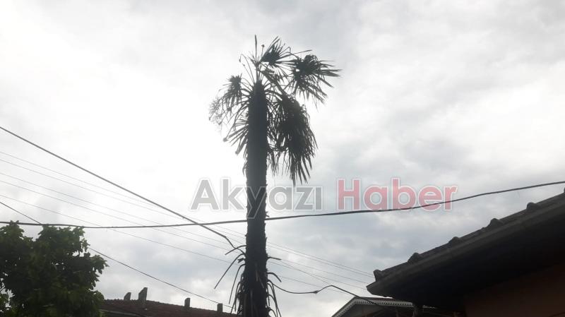 Ağaca Yıldırım Düştü 