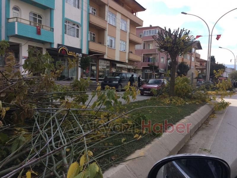 Ağaçlar Budandı Yapraklar Temizlendi