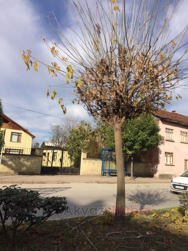 Ağaçlar Budandı Yapraklar Temizlendi