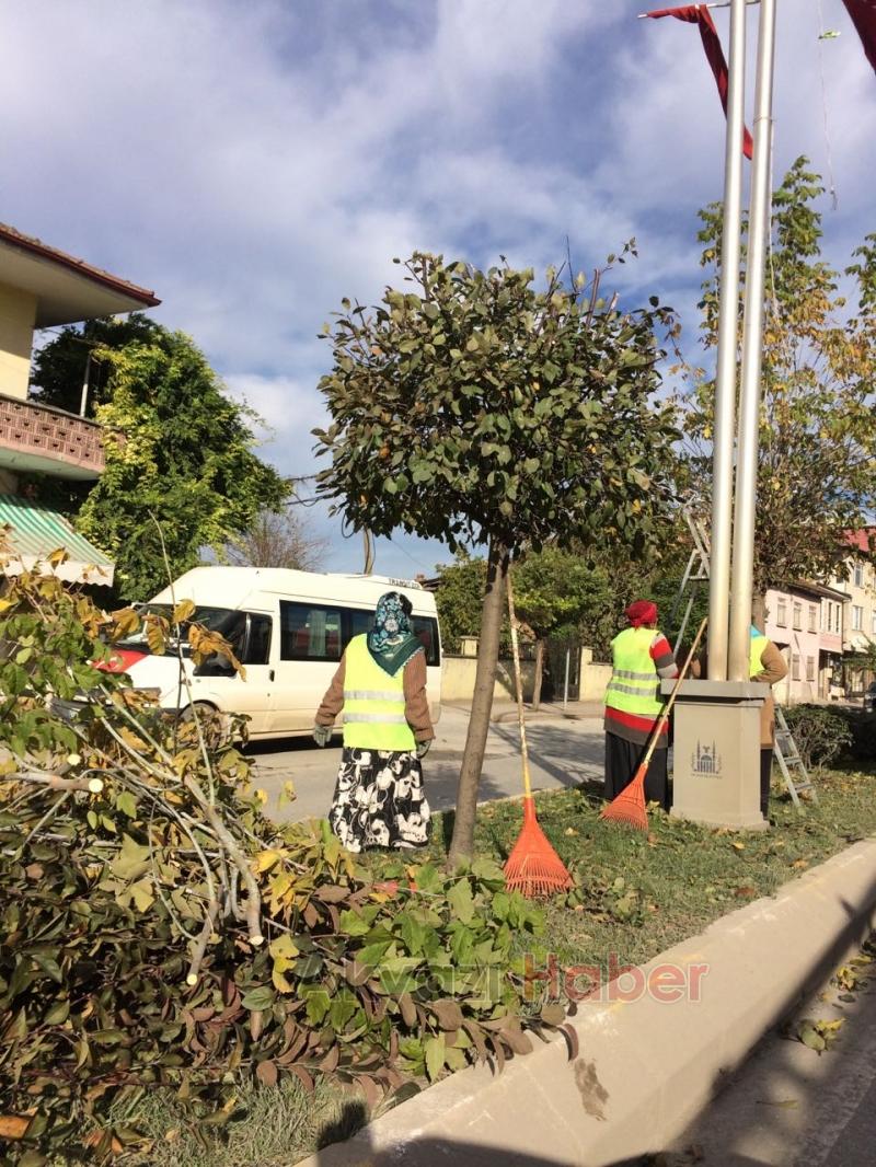 Ağaçlar Budandı Yapraklar Temizlendi