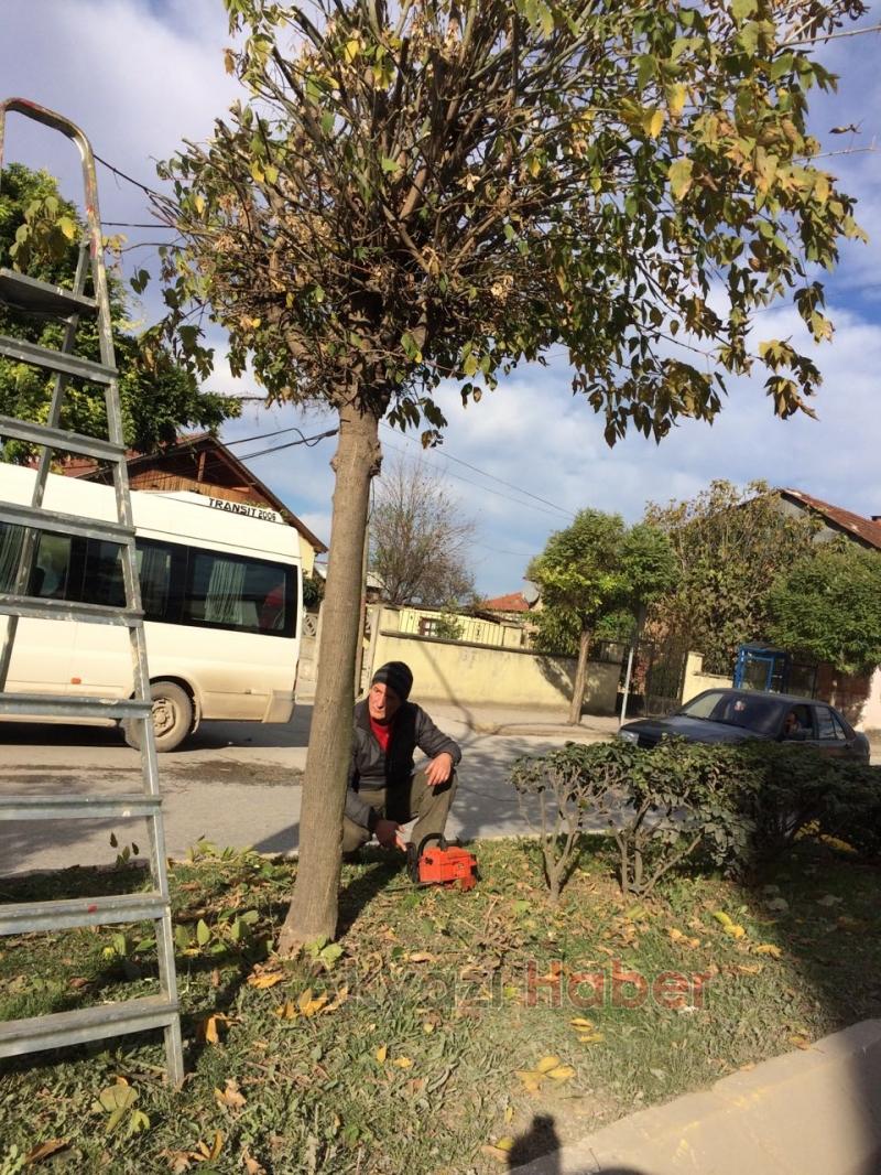 Ağaçlar Budandı Yapraklar Temizlendi