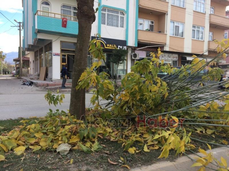 Ağaçlar Budandı Yapraklar Temizlendi