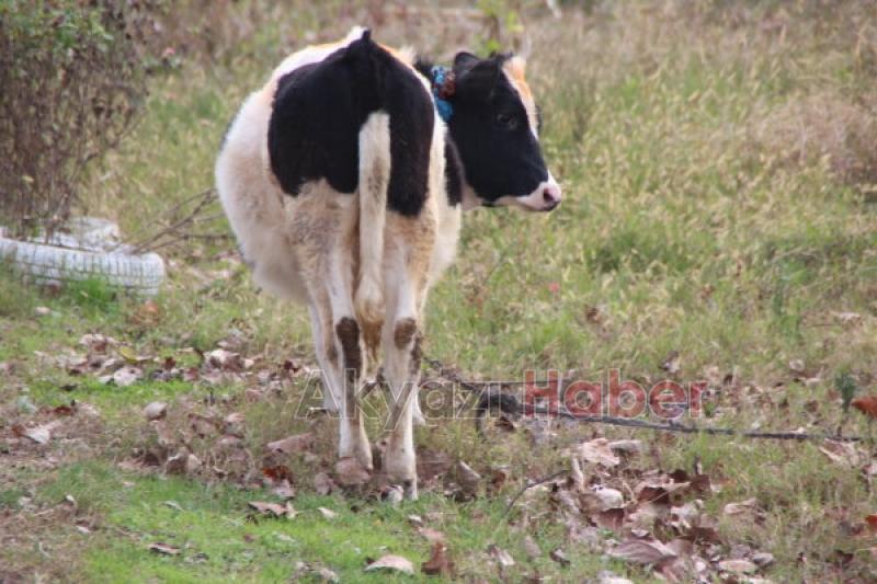 Ahır ve Samanlık Alev Alev Yandı