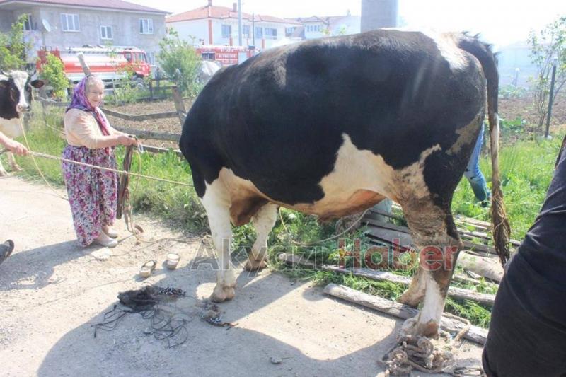 Ahır Yangını Korkuttu