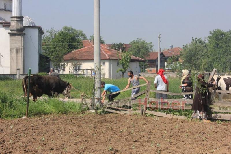 Ahır Yangını Korkuttu