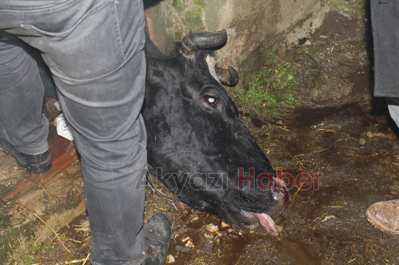 Ahır yangınında Büyükbaş hayvan telef oldu