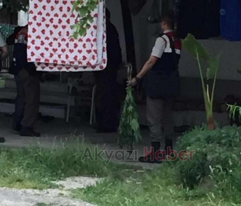 Ahırda Ekili Kenevir Yakalandı