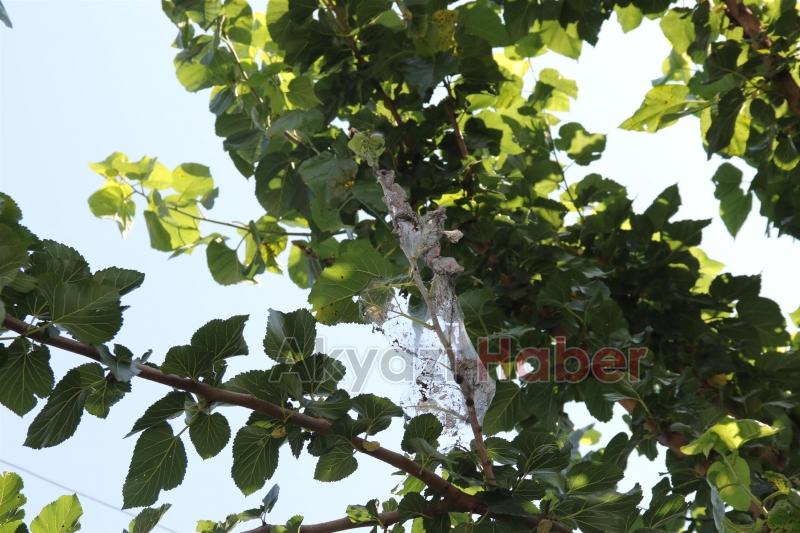 AKYAZI BELEDİYESİ SAĞLIK İŞLERİNDEN ANINDA MÜDAHALE