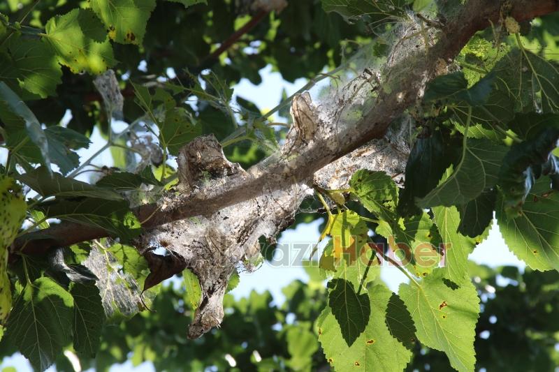 AKYAZI BELEDİYESİ SAĞLIK İŞLERİNDEN ANINDA MÜDAHALE