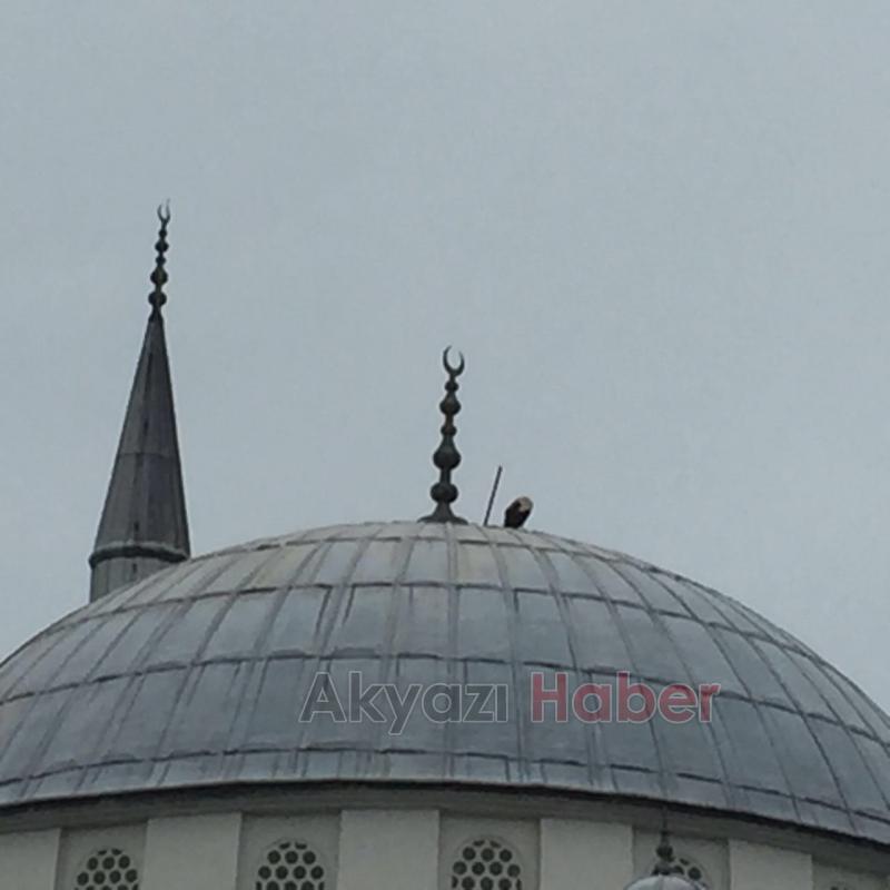 Akyazı Büyük Cami kubbesinde Akbaba