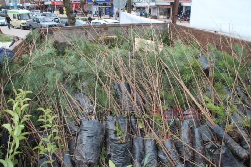 Akyazı da Dünya Ormancılık Günü nde 3 bin 500 fidan dağıtıldı