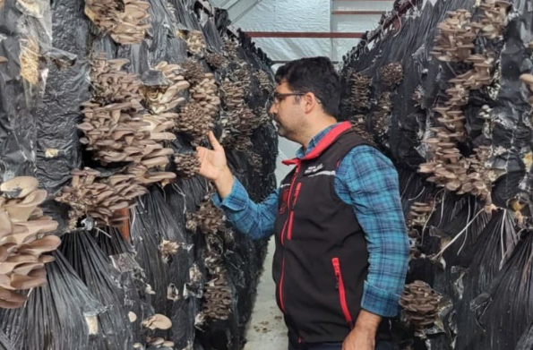 Akyazı'da mantar üretim tesislerinde inceleme