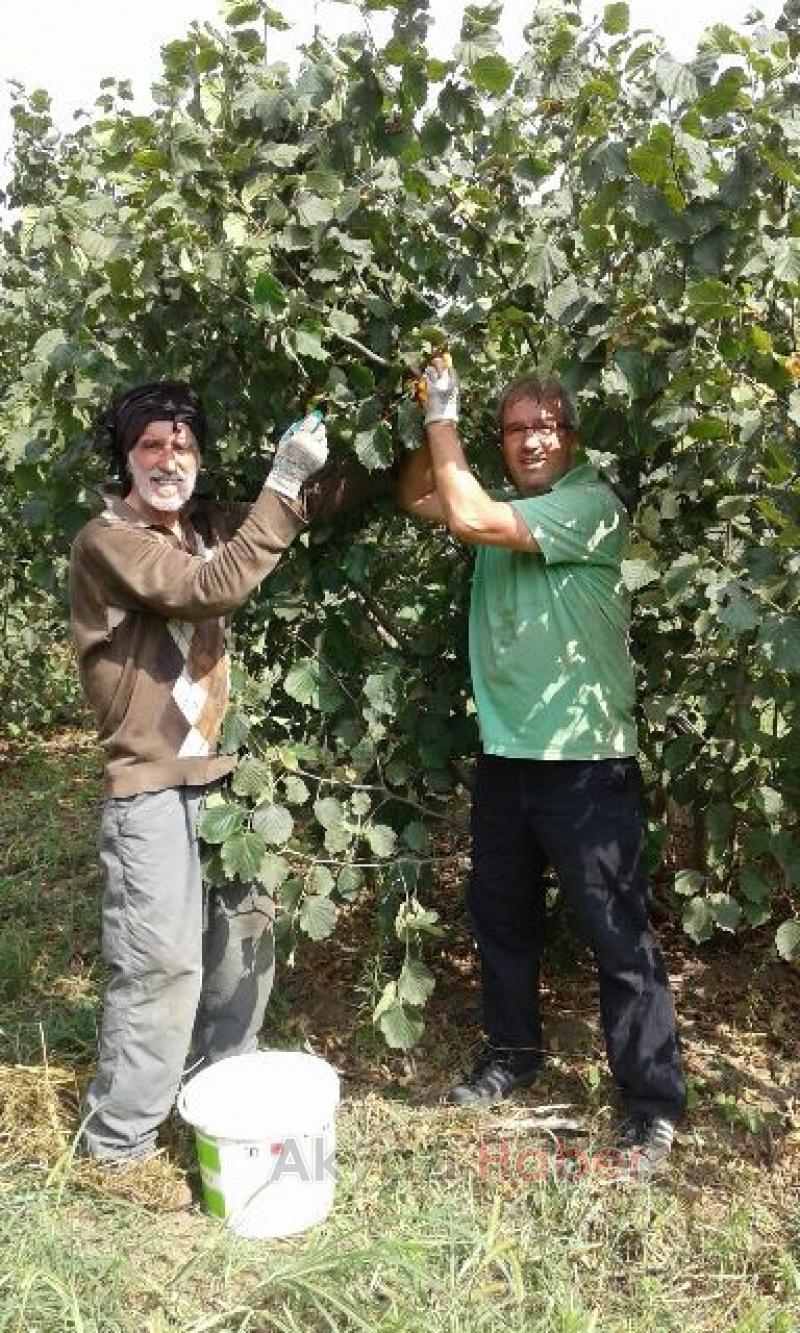 Akyazı Fındık Toplamaya Başladı