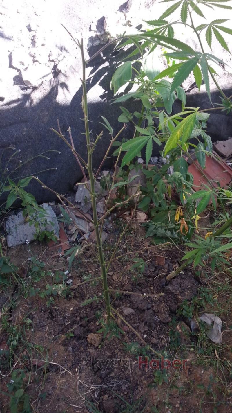 Akyazı jandarma zehir tacirlerine nefes aldırmıyor