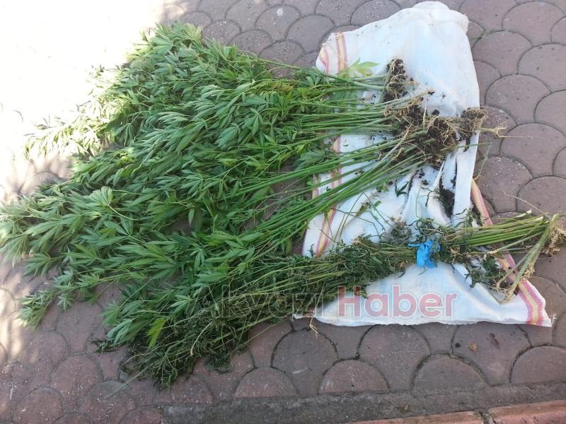 Akyazı jandarma zehir tacirlerine nefes aldırmıyor