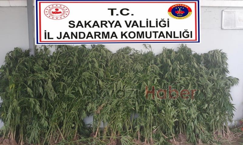 Akyazı jandarmasından kenevir operasyonu