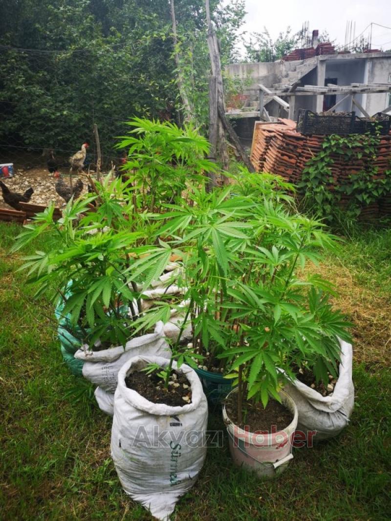 Akyazı jandarmasından kenevir operasyonu