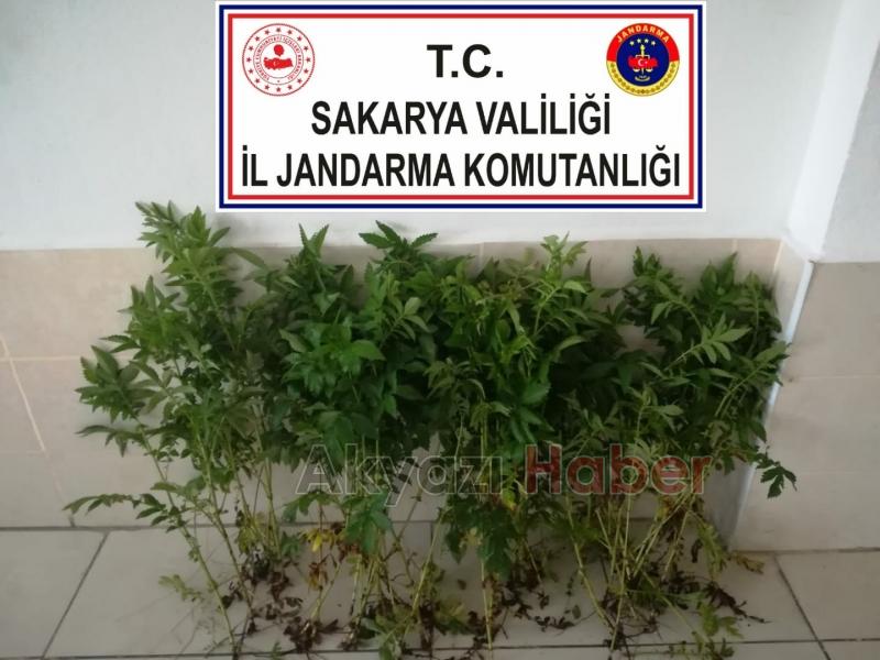 Akyazı jandarmasından kenevir operasyonu