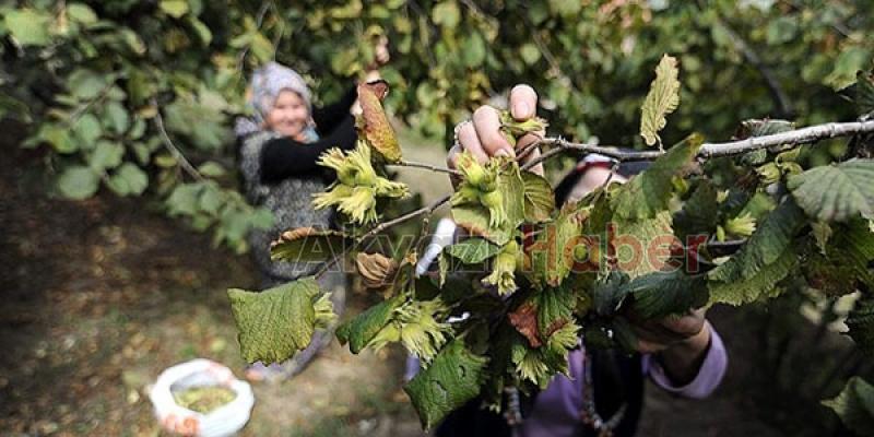 Akyazı kaymakamlığı 2018 yılı fındık hasadı işçi ve patoz ücretlerini belirledi