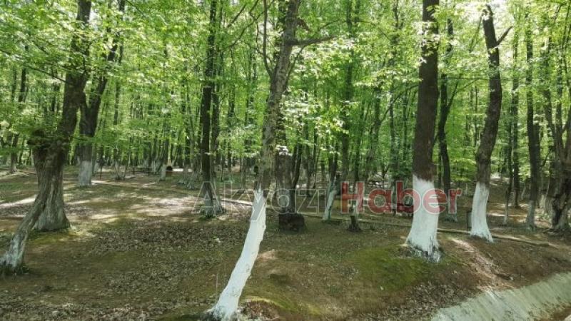 Akyazı nın En Nezih Mekanı Orman Park Açılıyor