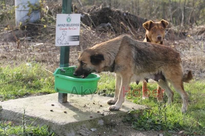 Akyazı nın Örnek Projesine Ödül 