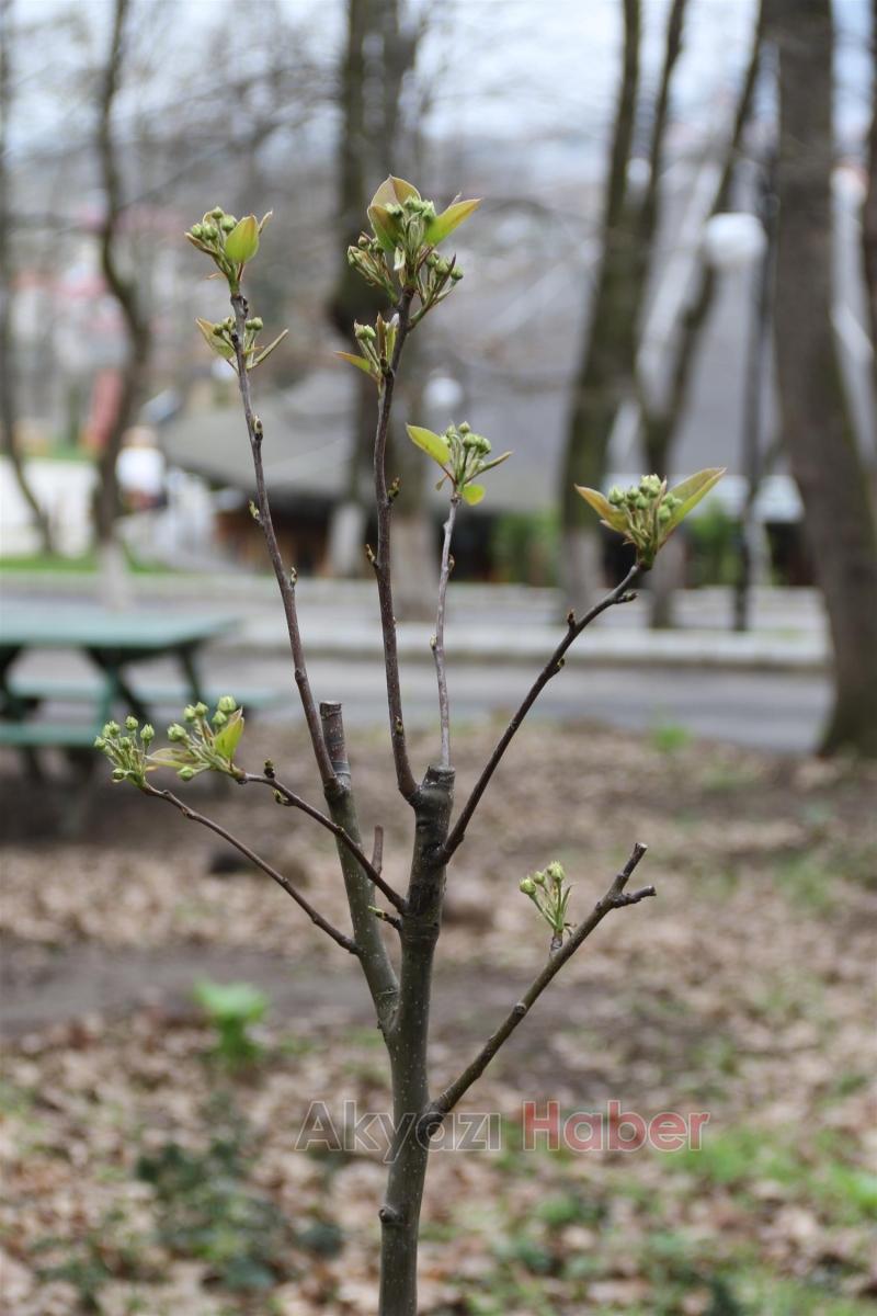 AKYAZI ORMANPARK MEYVE AĞAÇLARI İLE DONATILDI