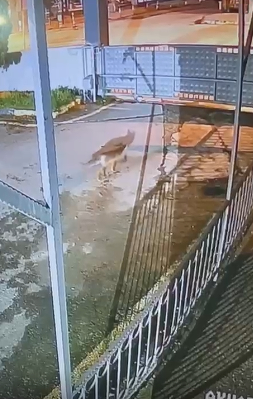 Akyazı Sağlık Bilimleri Fakültesi’nde sürpriz misafir