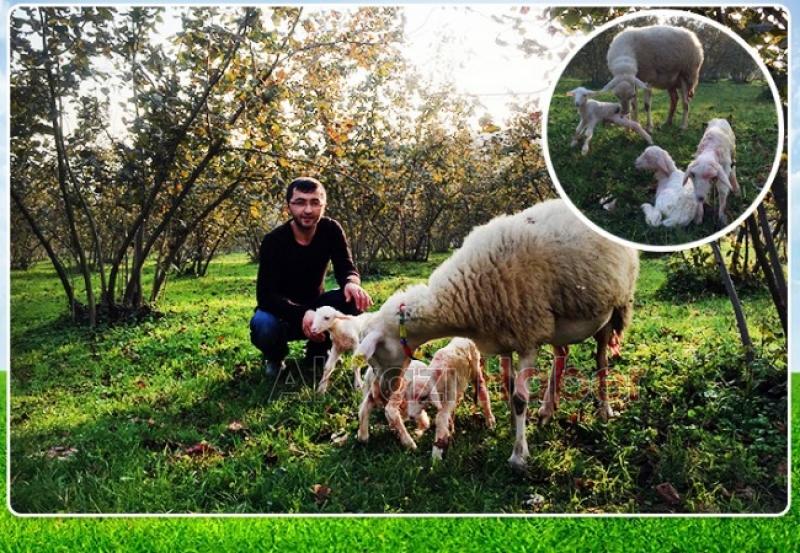 Akyazı Veteriner Kliniğinden bir ilk