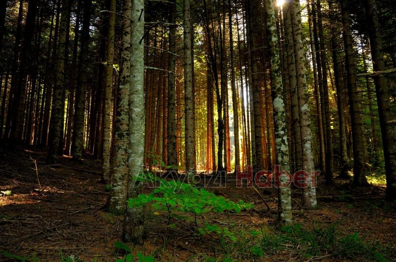 Akyazı Zirvesine Yürüyor