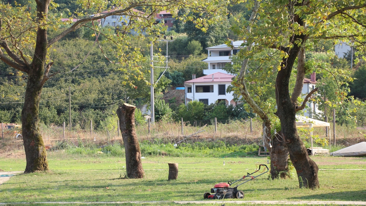 Akyazı’da asırlık çınar ağaçları kurumaya başladı; Vatandaş tedirgin