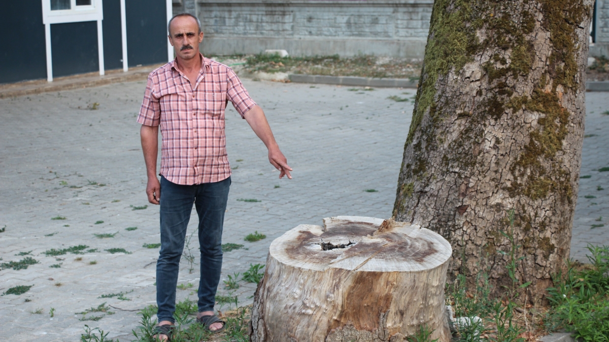 Akyazı’da asırlık çınar ağaçları kurumaya başladı; Vatandaş tedirgin