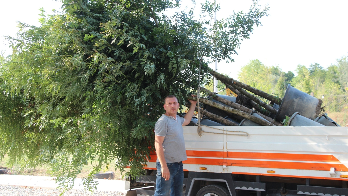 Akyazı’da asırlık çınar ağaçları kurumaya başladı; Vatandaş tedirgin