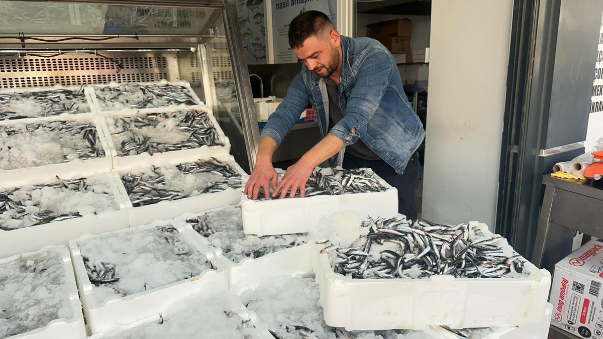 Akyazı’da Hamsi Fiyatında Şok! Tazelikte Lider Balıkçı Osman