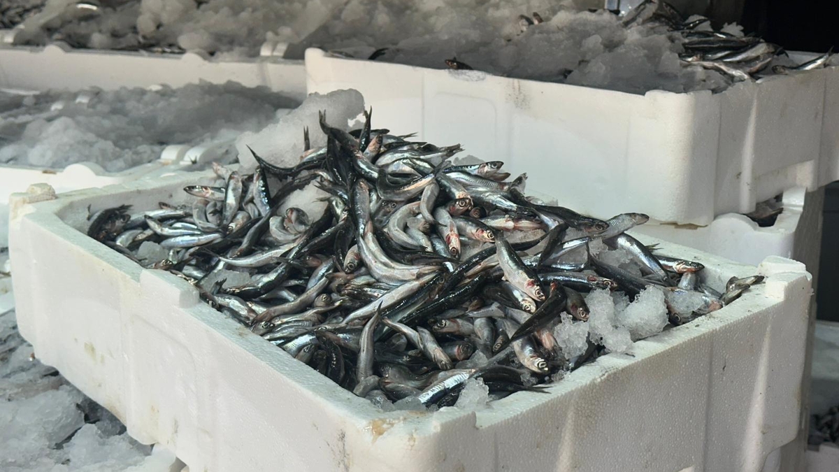 Akyazı’da Hamsi Fiyatında Şok! Tazelikte Lider Balıkçı Osman