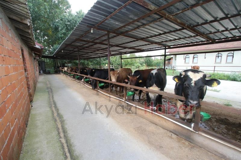 AKYAZIDA KURBAN KESİM YERLERİ DENETİMDE